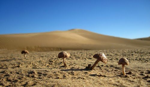Desert champignons