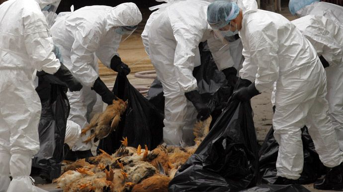 The current strain of H5N1 (bird flu) is highly pathogenic and kills most species of birds and up to 60 percent of the people it infects.
