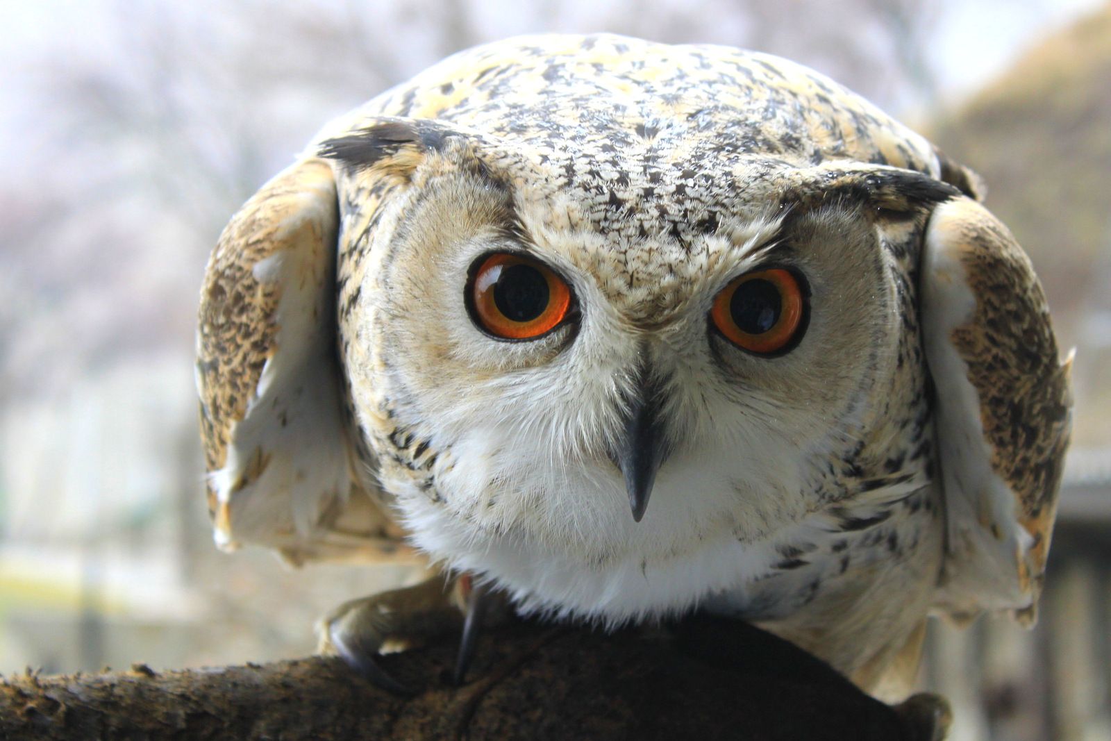 Owl. Photo by Mary O'Connor