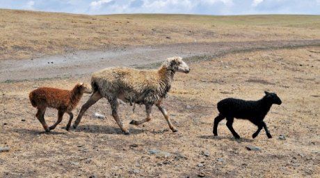  Sheep at drought-hit field. ©RIA Novosti  For more information see: http://en.tengrinews.kz/environment/Kazakhstan-may-face-food-deficit-by-2050-13851/ Use of the Tengrinews English materials must be accompanied by a hyperlink to en.Tengrinews.kz