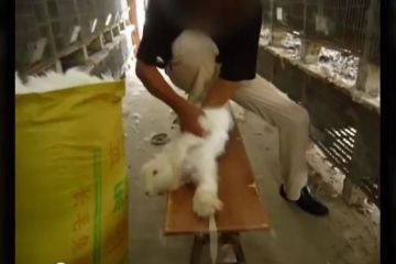 This screengrab of a video made by People for the Ethical Treatment of Animals shows Chinese farmers tearing the fur off angora rabbits strapped to wooden tables, appearing to be in agony. (YouTube)