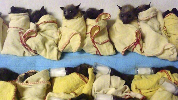 In this photo released by the Australian Bat Clinic, fifteen heat-stressed baby Flying Foxes (bats) are lined up ready to feed. 