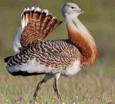 Rare bird Houbara bustard.