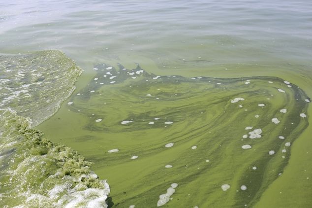 Algae is seen near the City of Toledo water intake crib, Sunday, Aug. 3, 2014, in Lake Erie, about 2.5 miles off the shore of Curtice, Ohio. More tests are needed to ensure that toxins are out of Toledo's water supply, the mayor said Sunday, instructing the 400,000 people in the region to avoid drinking tap water for a second day. Toledo officials issued the warning early Saturday after tests at one treatment plant showed two sample readings for microcystin above the standard for consumption, possibly because of algae on Lake Erie. (AP Photo/Haraz N. Ghanbari)  Read more: http://www.dailymail.co.uk/wires/ap/article-2714530/Lake-Eries-algae-woes-began-building-decade-ago.html#ixzz39Q1f8Q7D  Follow us: @MailOnline on Twitter | DailyMail on Facebook