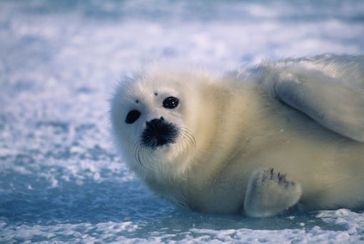 The Caspian Seal. Photo:abirvalg.net