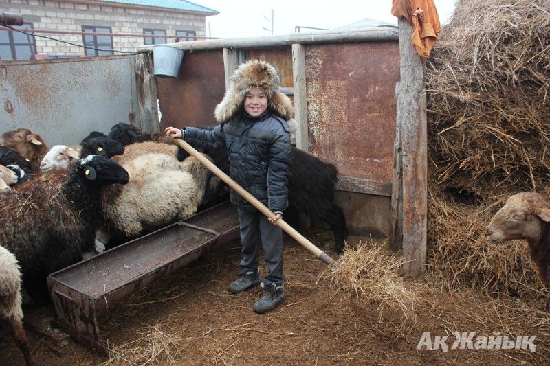 Little Igilik looks after the cattle.