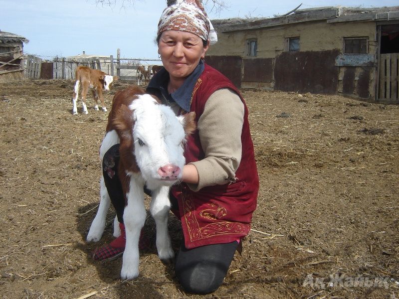 Помощница руководителя КХ «Канат» Айбарша ТОЛАГУЛОВА 