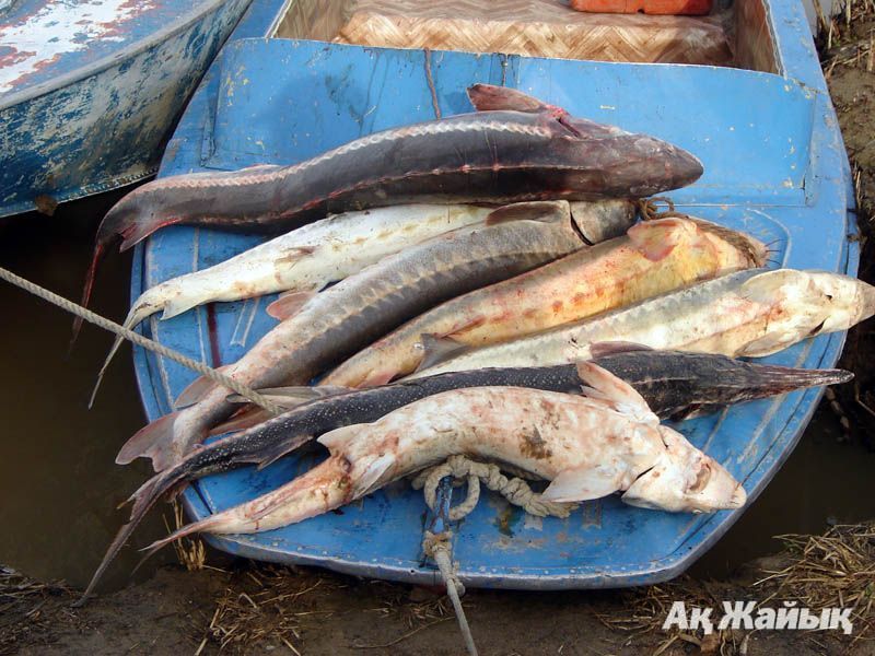 рыбалка на реке лепсы казахстан рыбалка на реке лепсы казахстан
