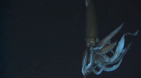 Изображение гигантского кальмара, сделанное японскими учеными