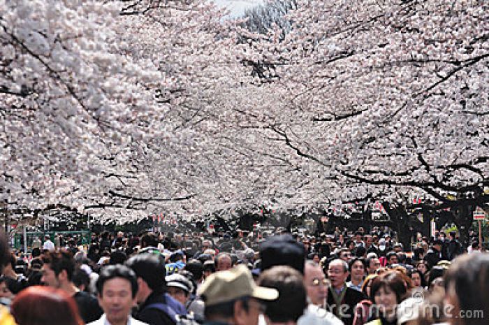 Cherry blossom season starts in Tokyo