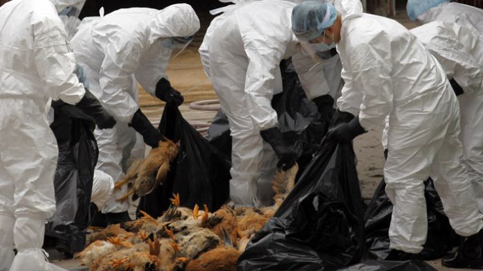 Bird Flu: New Avian Influenza Virus Kills Two In China