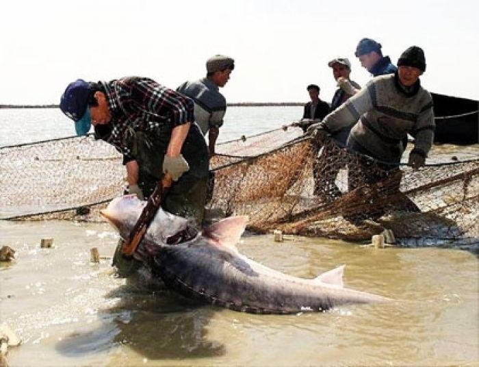Fish protection action ”Bekire-2013” (Sturgeon-2013) starts in Atyrau on April 1  