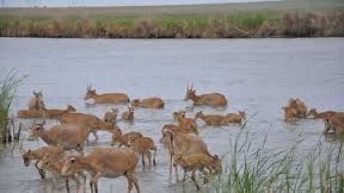Saiga tatarica population to be estimated by aviation 