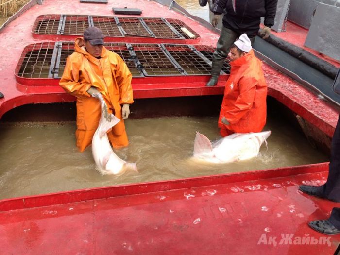The Day of Big Beluga Fish (Photo+Video)