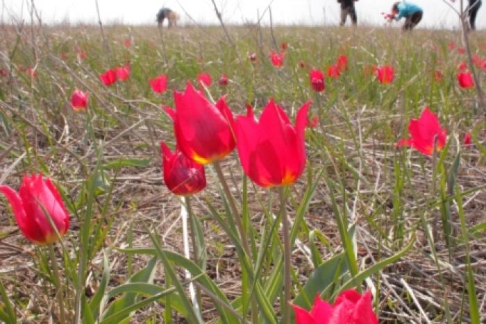 Wake up, steppe, tulips in blossom! (+Update)