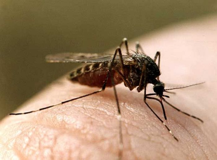 Aedes Caspius: wild mosquitoes terrorizing Atyrau