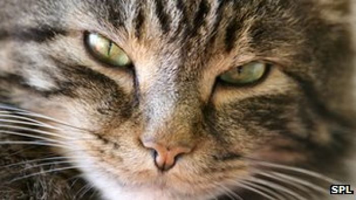 Cat allergy research offers new clues