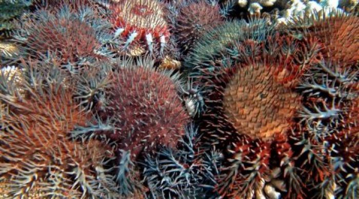 Australia scientists tackle reef-killing starfish