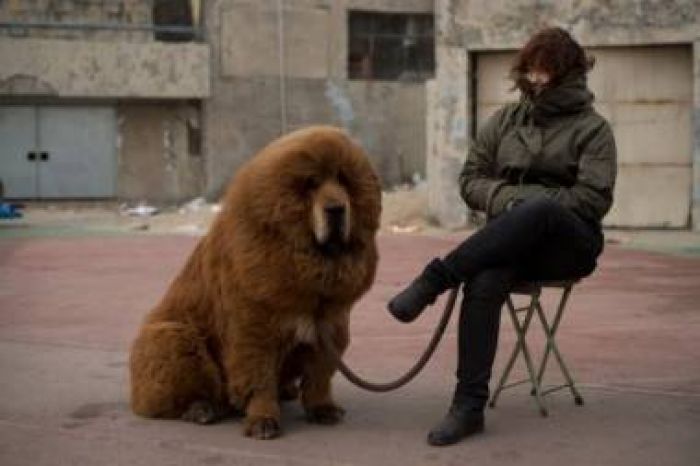 China zoo under fire for disguising dog as lion 