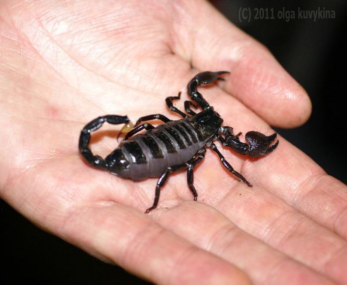 Keep cockroaches away to avoid scorpions, doctors say
