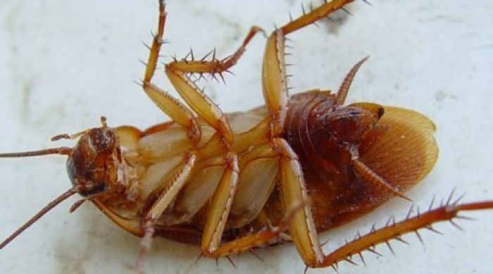 Giant cockroaches roam Ust-Kamenogorsk