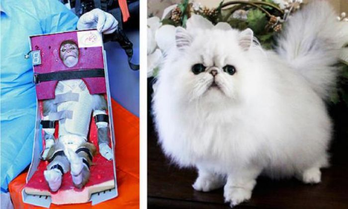 Iran mulls Persian cat as next animal astronaut