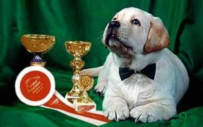 Atyrau to see first ever dog show Sep 29