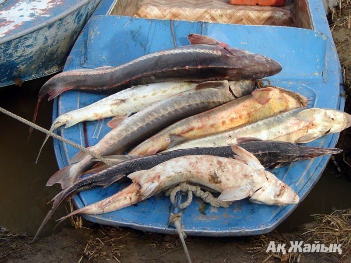 Caspian states to consider ban on sturgeon fishing - Kazakh minister of environment