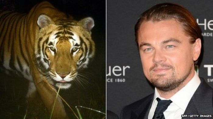 Leonardo DiCaprio donates $3m to save tigers in Nepal
