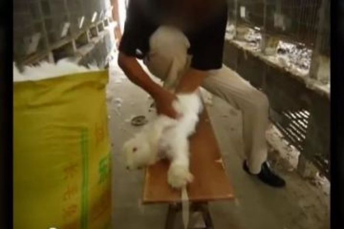 H&M suspends angora production over rabbit video