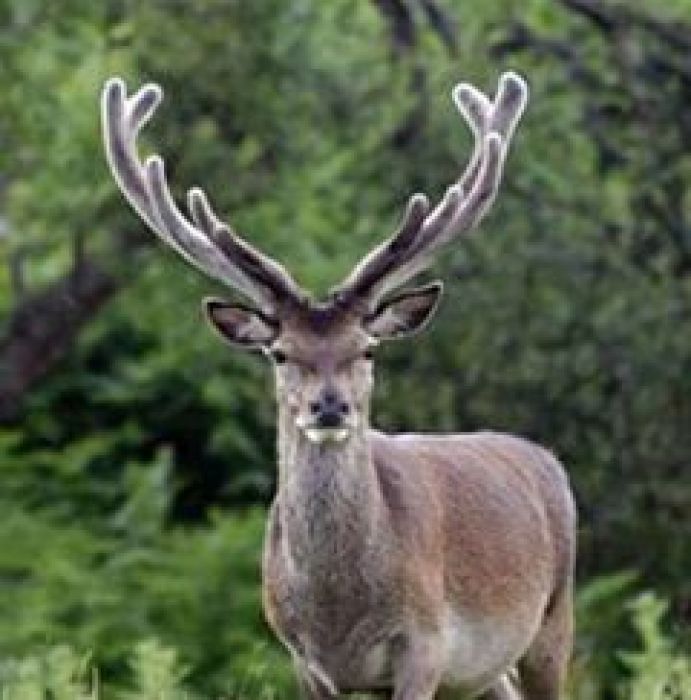 30 red deer set free in south KZ