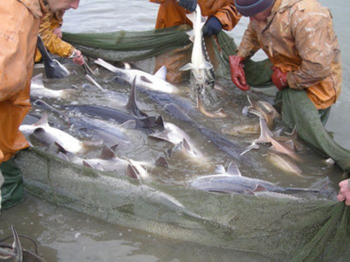 Caspian littoral countries agree commercial sturgeon fishing moratorium