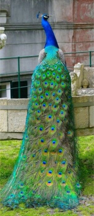Thief from Kulsary tried to make money out of stolen peacocks