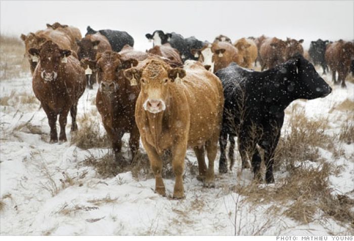 North Dakota cattle taking hold in Kazakhstan