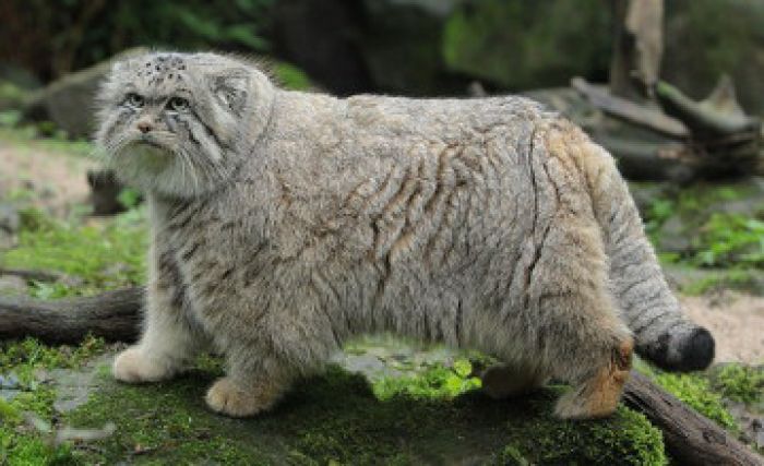 Rare Manul cat caught in the suburb of Astana