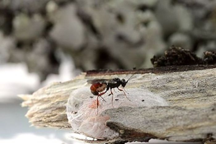 Kazakhstan wasps to fight NZ codling moths