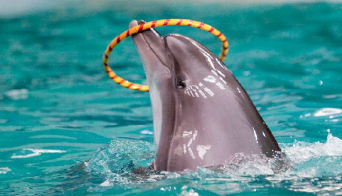 Dolphinarium to open in Almaty, Kazakhstan