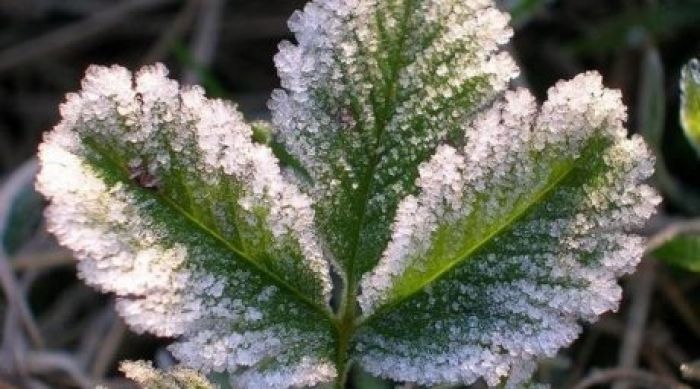 Summer frosts in some parts of Kazakhstan