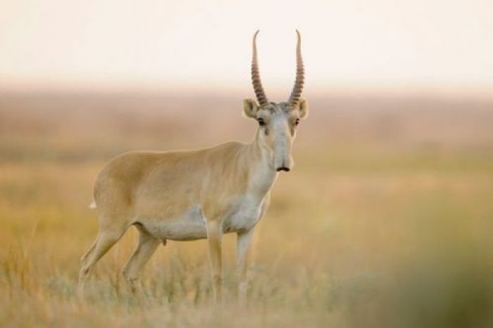 73 endangered antelopes slaughtered by poachers in Kazakhstan, police launch probe