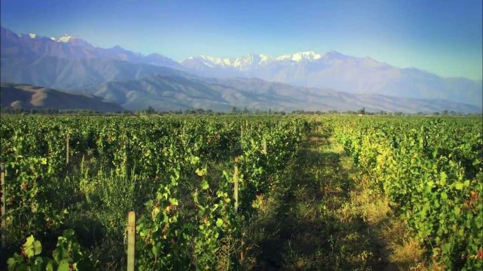 Kazakhstan: Fine Wine Flows As Viniculture Revives