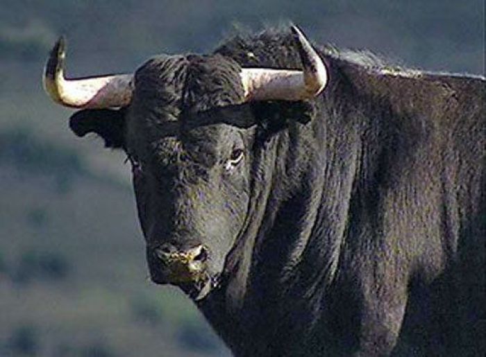 Owner hit to death by his bull
