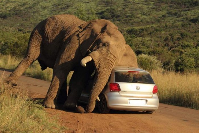 Itch-scratching elephant terrifies occupants of car