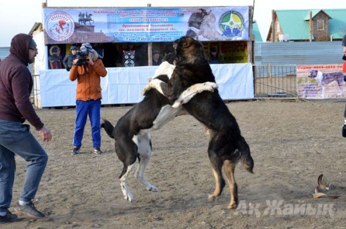 The battle of Akzhar - Dog fighting