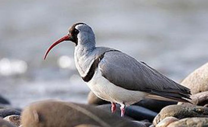 Ibisbill chosen the bird of the year in Kazakhstan