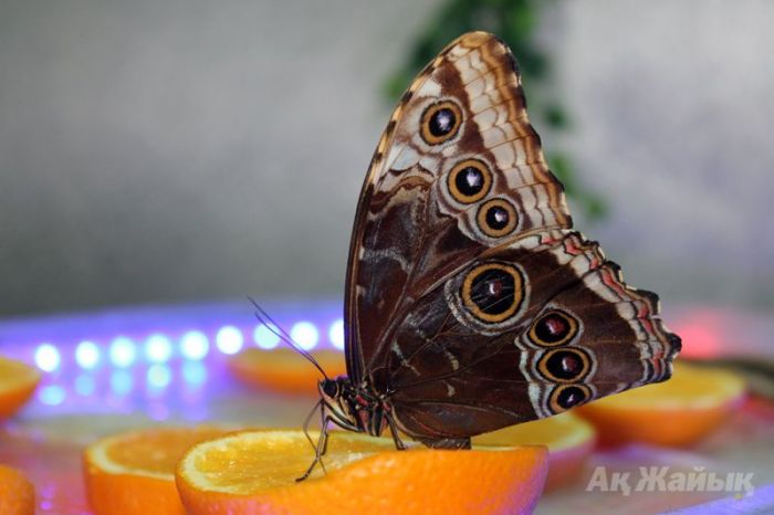 Expo of living butterflies open in Atyrau