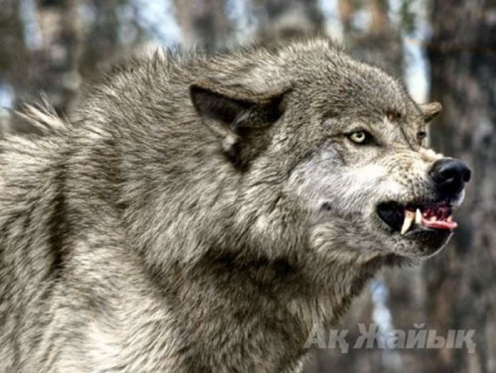 Wolves are increasingly fierce in Atyrau Oblast