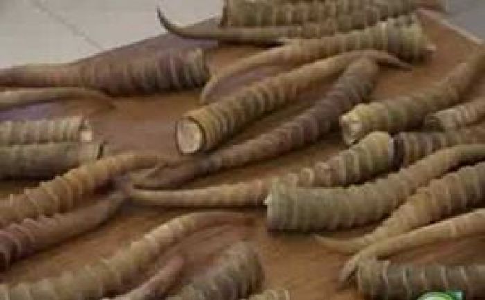 "Sturgeon" net caught antilopa saiga horns 