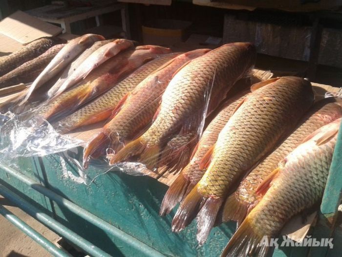 ​Fresh fish for sale