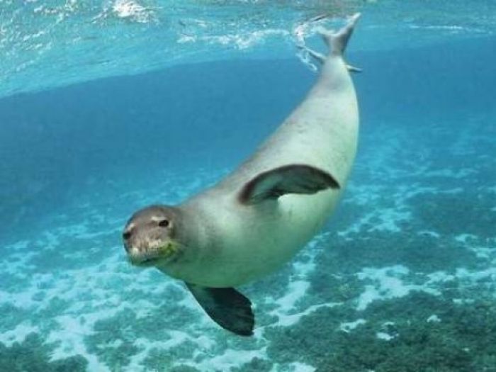 Caspian seals in danger of slipping away 