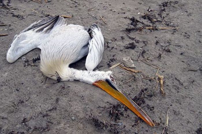 ​Why did pelicans die?